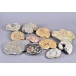 Jurassic Period, a collection of variously-sized ammonites, in different forms, including, within