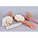 Corals and Sponges, a collection of various species, including Brush Coral, Sponge baskets, a