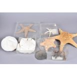 A collection of various species of Starfish, including Thyca Callista, Red Starfish, Cushion Star,