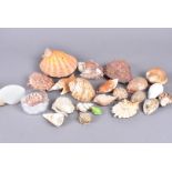A collection of various shell genus, including Spondylidae, Cypraea, Chama, Conus, Pecten and many
