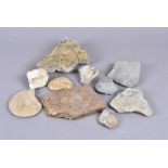A small collection of mainly Jurassic fossils, comprising Ludwigia Murchisonae, Trinucleus