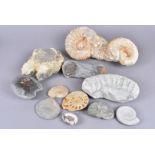 Ammonites, a collection of variously-sized ammonites, comprising different species, including