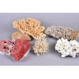 A small group of coral, including Red Pipe Organ Coral, and four other medium sized species (5)