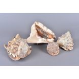 Cassis Tuberosa, The King Helmet, four various sized shells, 18cm x 13cm and smaller, the largest