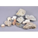 A large collection of fossils, including, bones, shells, ammonites, teeth and more (qty)