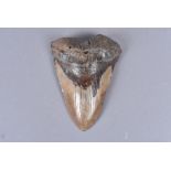 Lamnidae Family, Carchardon, a large fossilised Prehistoric Shark tooth, belived to be a relative of
