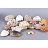 A collection of Bi-Valve shells, including Tivela Stultorum (Pismo Clam), Ostrea Iridescens,