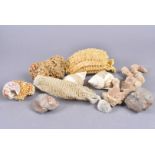 A collection of various sea life, including Syrinx Aruanua, Venus Flower Baskets, Sponges,