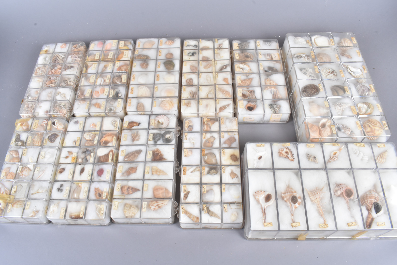 A substantial collection of assorted shells, from numerous species, including Trochus Maculatus, - Bild 2 aus 2