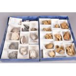A collection of various fossils, all from various periods of civilisation, including Plagiostoma