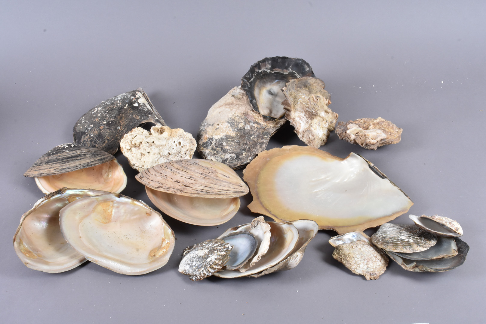 Ostreidae Family, a collection of full and half Oysters, various sizes, including Pteria Colybus (