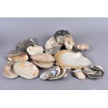 Ostreidae Family, a collection of full and half Oysters, various sizes, including Pteria Colybus (