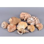 An assortment of shells, comprising Titanostrombus Galeatus with Opercullum (Eastern Pacific Giant