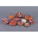 Spondylidae Family, a small selection of Spiny Oysters, comprising Spondylus Leucacantha and
