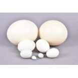 Two Blown Ostrich Eggs, Stuthio Camelus, together with a selection of smaller eggs (parcel)