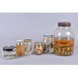 Wet Specimens, a large collection of various wet specimens in jars, including a Puff Adder's Head, a
