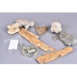 An assortment of fossilised animal bones and teeth, comprising Steppe Bison Ankle bone, Mosasaurus