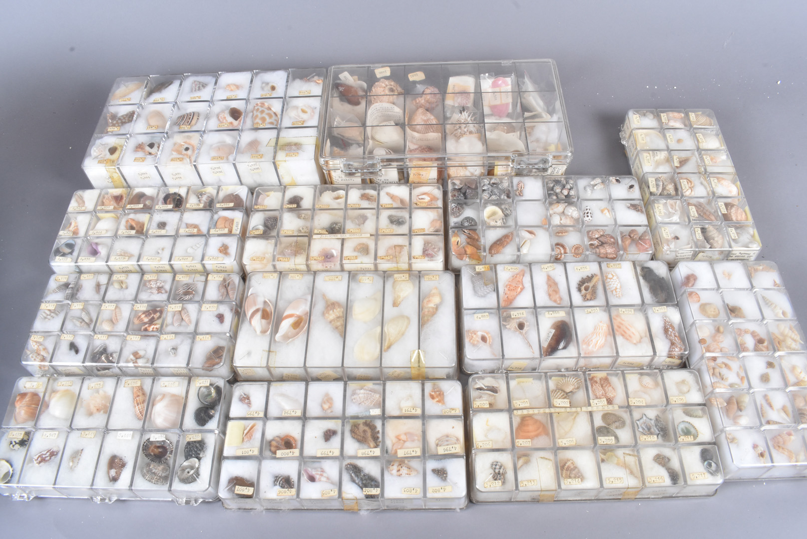 A substantial collection of assorted shells, from numerous species, including Trochus Maculatus,