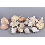 A range of different species of shell, including Cassis Tuberosa (King Helmet), Megapitaria Squalida