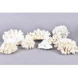 An assorment of various corals, including Porites Lutea (Mountain coral), and others, all in white/