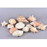 An assortment of various Sea mollusc shells, comprising Livonia Roadnightae, Dosinia Ponderosa,