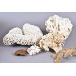 A selection of coral specimens, including a large example, possibly Flower Coral, (30cm wide),