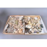 A large variety of nautical shells, comprising various conch, bi-valve and other species of sea