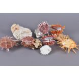 Spondylidae Family, a selection of Spiny Oysters, comprising different species, including