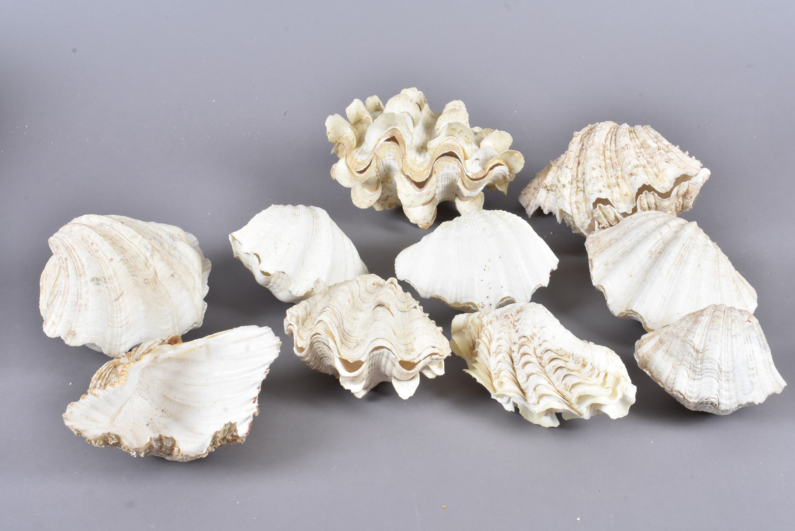 A collection of various Tridacna Gigantea clams, including Tridacna Squamosa, also known as the