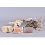 A collection of different sizes coral specimens, including sea fans, Mushroom Coral, and others, the