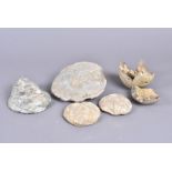 A small group of fossilsed sea dwellers, including Clypeus Plotti (sea urchin/sand dollar), a