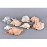 A selection of various shells, including, the Neptunea Polycostata (Buccinidea), Busycon Carica/