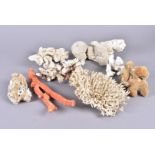 A collection of various corals, including Porites Porites (Finger Coral), and more, in various
