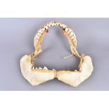 Shark Jaw, a large shark jaw, possibly Tiger Shark, with numerous rows of teeth, with smooth