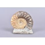 Asteroceras Obtusum, the Obtuse Star Ammonite, approx. 12cm in diameter, purchased in May 1972,