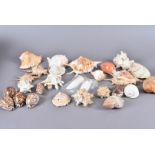 An assortment of various shells, including Tonna Galea (Giant Tun), Cyrtopleura Costata (Angel