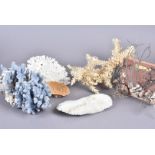 A collection of a variety of corals, including white and blue examples, and a mounted sea whip