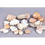 A selection of various sized sea shells, including Tridacna Maxima, Crassostrea Gigas, Strombus