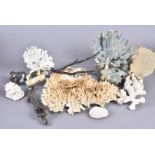 An assortment of coral species, including Blue Coral, Black Coral, Flower Coral, and more, various