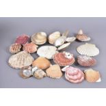 A collection of clams and bi-valve molluscs, including Gari Maxima, Pecten Sericeus, Chama Venosa on