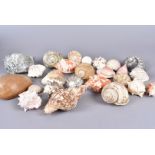 A vast array of sea shells, comprising Conus Regius, Turbo Canaliculatus, Tonna Galea, Voluta