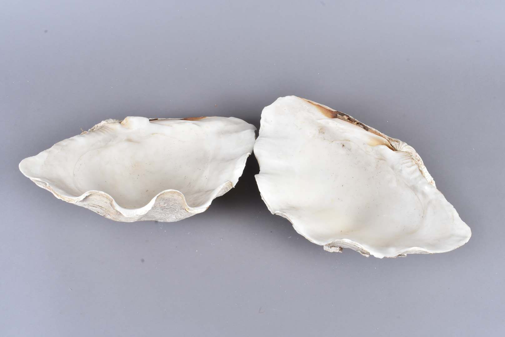 Tridacna Gigantea, Giant Clan, member of the Clam Genus Tridacna, the complete shell, one half - Image 3 of 4