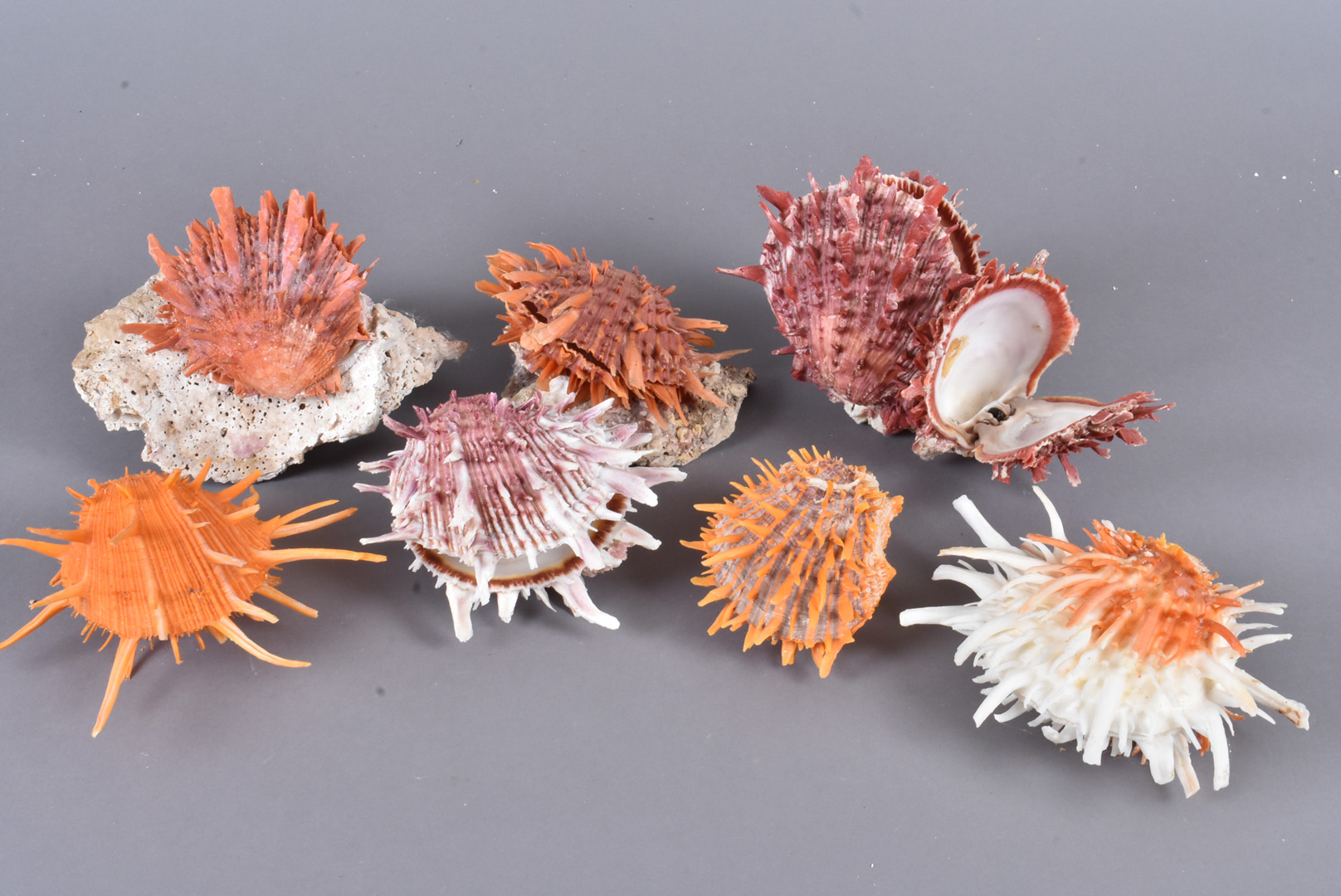 Spondylidae Family, a selection of Spiny Oysters, comprising different species, including