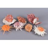 Spondylidae Family, a selection of Spiny Oysters, comprising different species, including