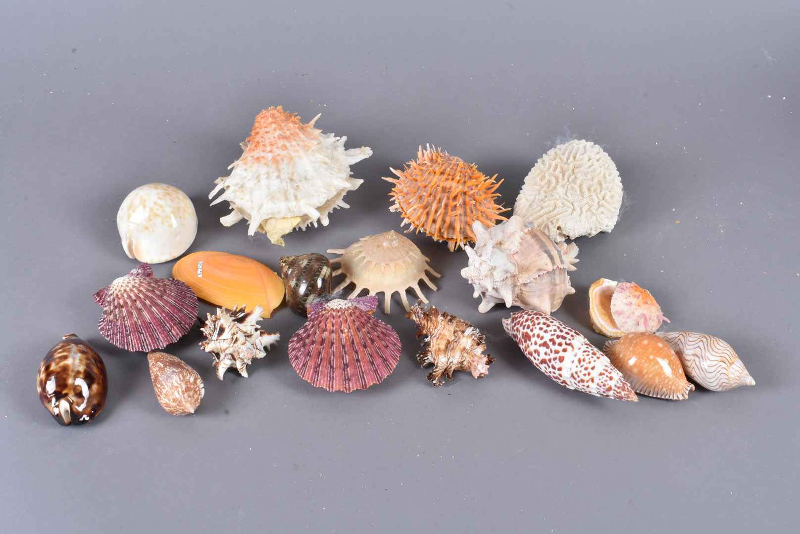 An assortment of various shells, including Cypraea Contraria Iredale, Amoria Undulata, Spondylus