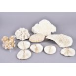 An assortment of various coral specimens, various species including Star Coral, and many others (