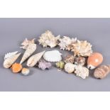 An assortment of various shell species, including Hexaplex Reguis, Cowries, Conches, Clams, Ostrea