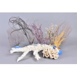 An assorment of various corals, including Princess Coral, (Isis), Sea Whip (Plexaura Flexuosa),