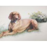 Melanie C Evans (20th century), watercolour, canine dog study of a Hungarian Vizsla named Max.