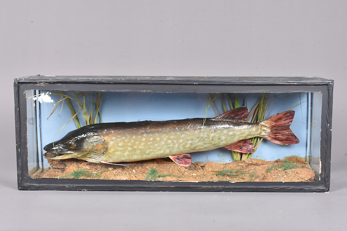 Esox lucius, Taxidermy, a cased taxidermy Northern pike, case 71cm in length